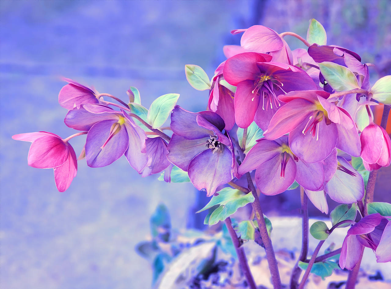 Hellebore Dreams