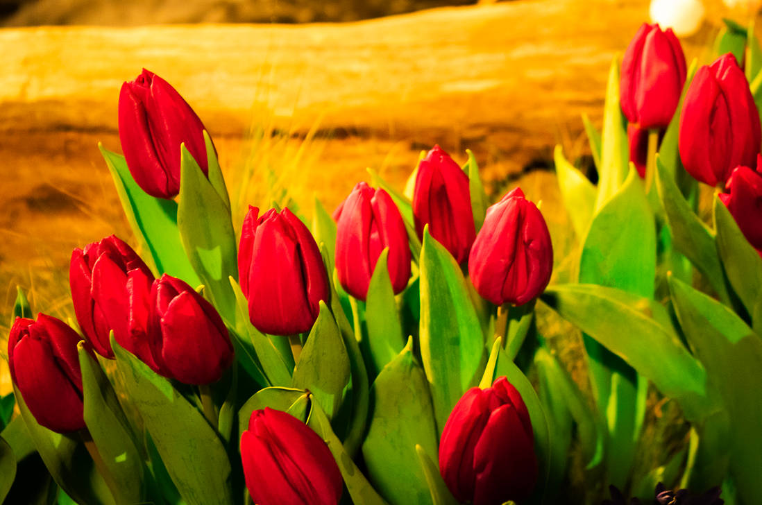 Red Tulips