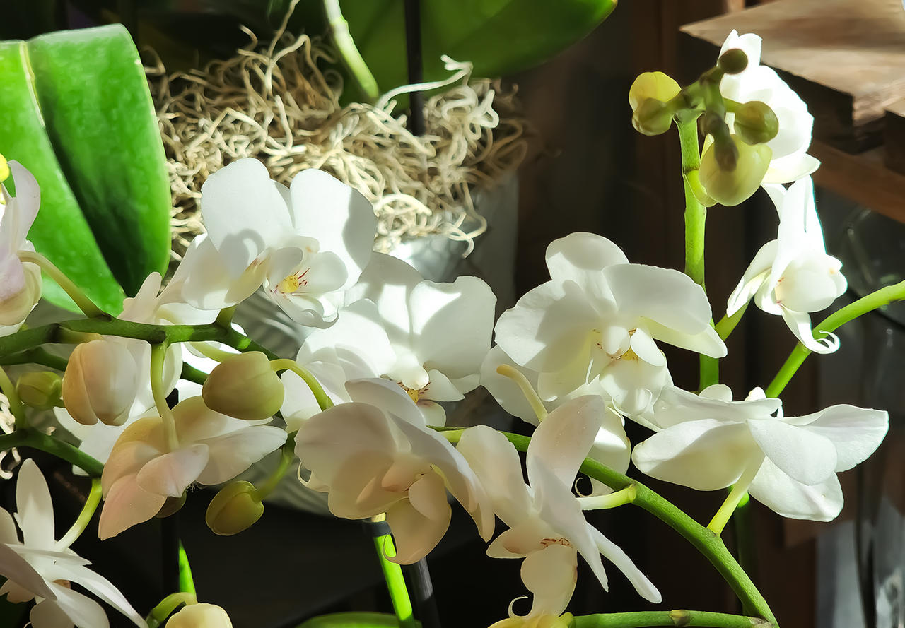 Luminous Afternoon