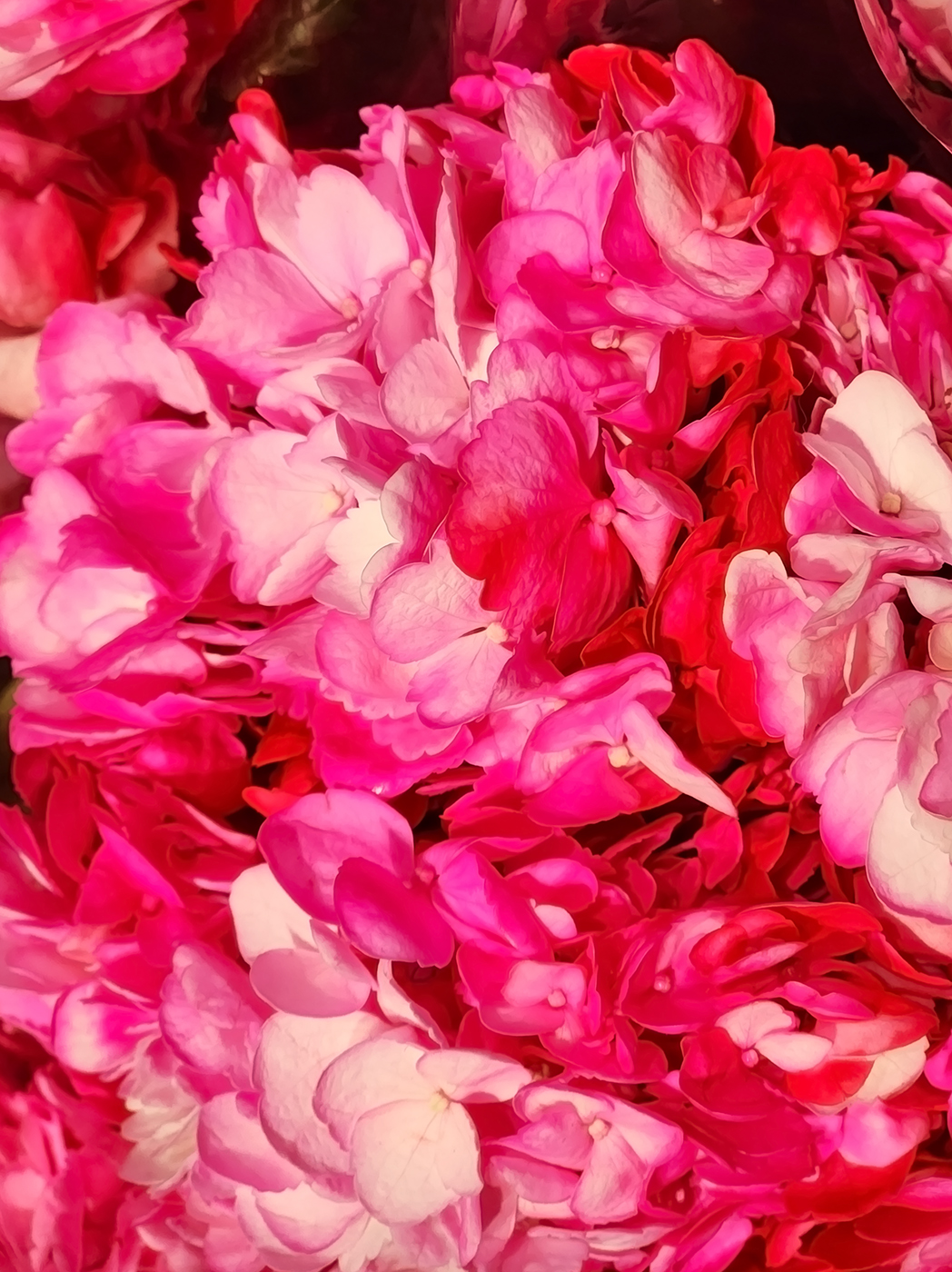 Delicious Petals