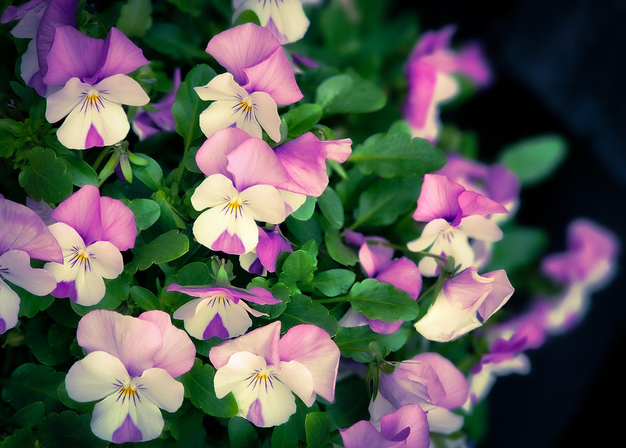 Spring Confection