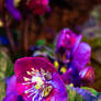 Pensive Hellebore