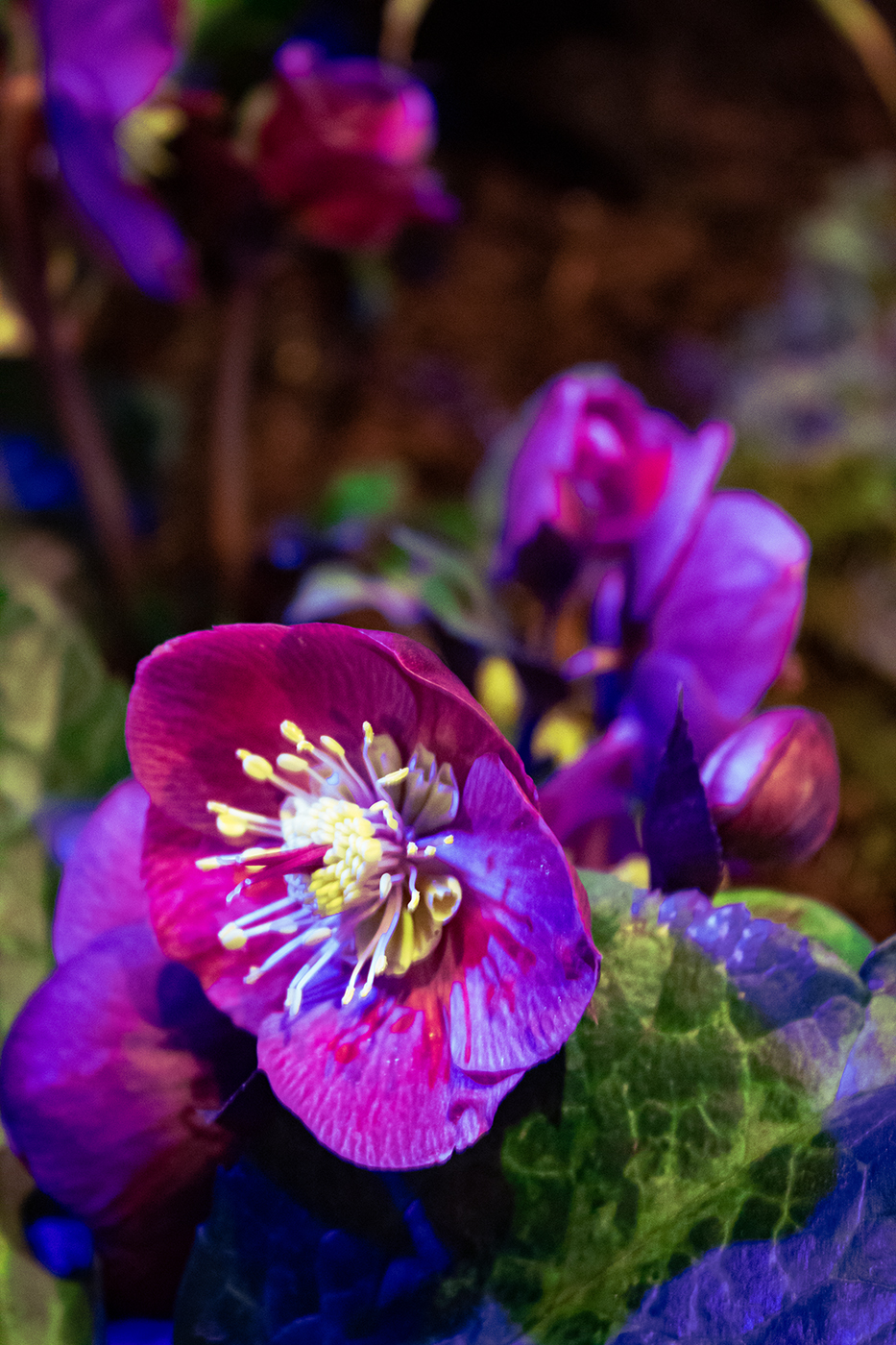 Pensive Hellebore