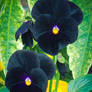 Black Velvets