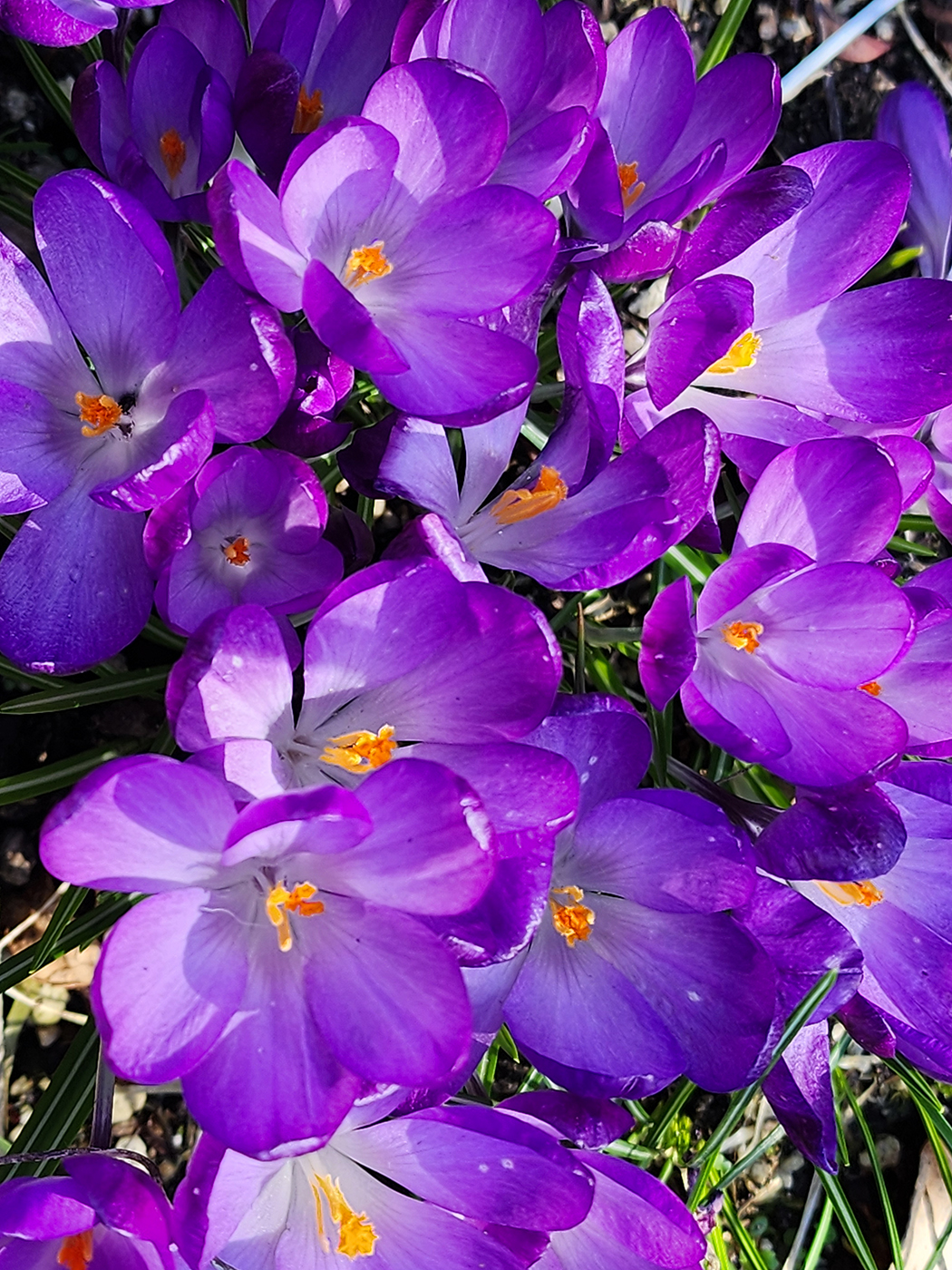 Crocus Explosion