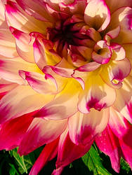 Lost in the Details - Diurnal Version