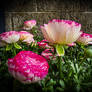 Gratitude for Rain