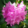 Pink Rhododendron
