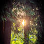 Golden Hour Between the Trees
