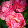 The Bloom of Summer
