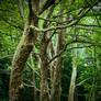 Primeval Echoes
