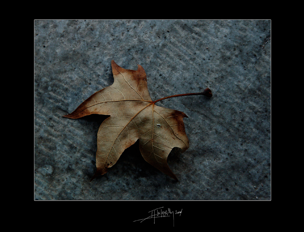 leaf