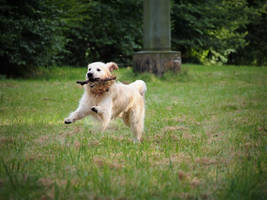 running dog