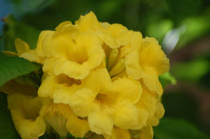 Yellow Flowers