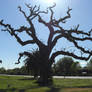 Gnarley Tree