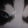 it blue eye