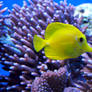 Lormet-aquarium-0254sml