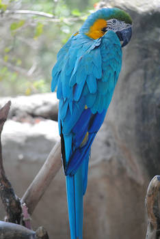 Lormet-Bird-0595sml