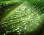 drops on green IV WP by MarcosRodriguez