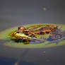 On a water lily