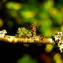 Branch and lichen