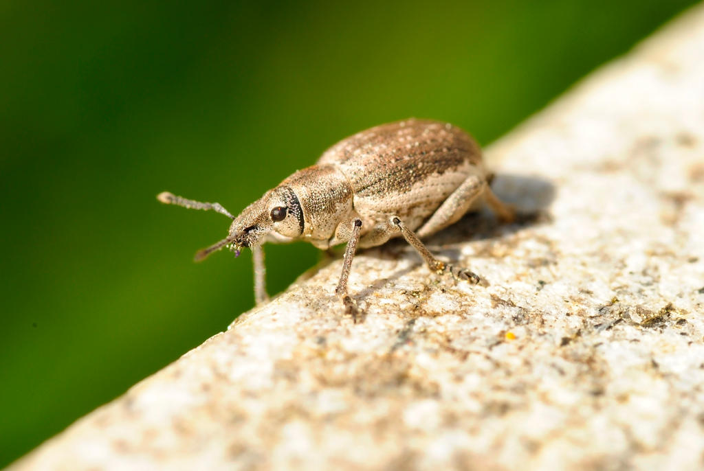 Bitachero Insecto BICHO by MarcosRodriguez on DeviantArt
