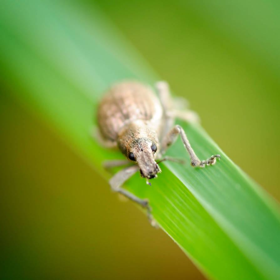 Bitachi Insecto BICHO II by MarcosRodriguez on DeviantArt