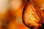 Autumnia by MarcosRodriguez