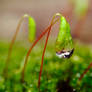...peardrop...