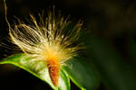 Crazy haired seed by MarcosRodriguez