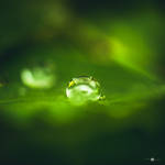 chlorophyll by MarcosRodriguez