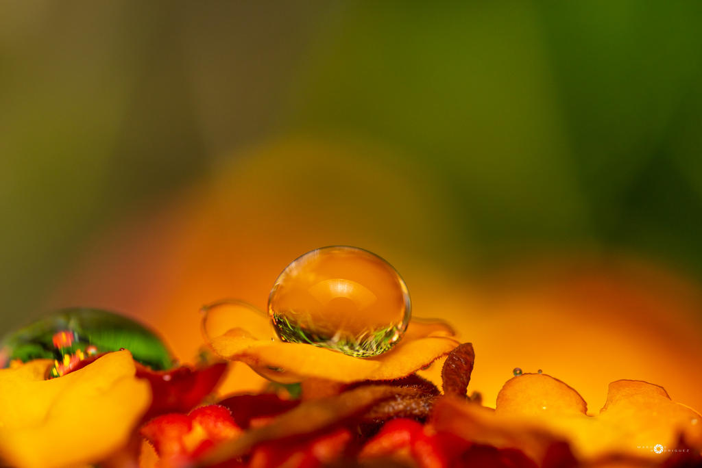 topping by MarcosRodriguez topping by MarcosRodriguez