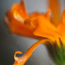orange petal