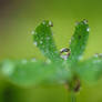 clover crown