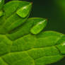 of green