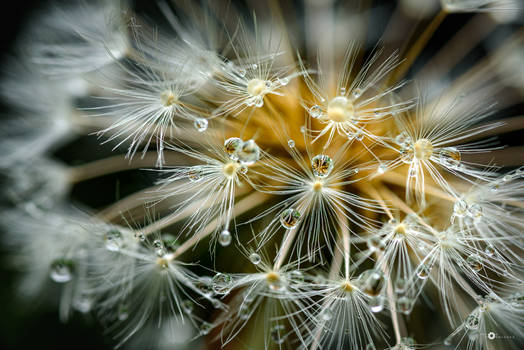 dandelion view III