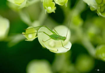 greeny