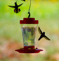 Humming Birds In Sedona, Arizona