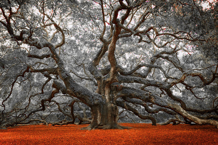 The Gray Tree by 19Rikuo97 on DeviantArt