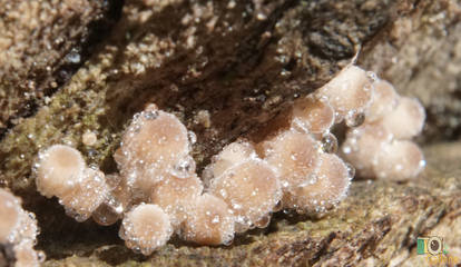 Wet mushroom