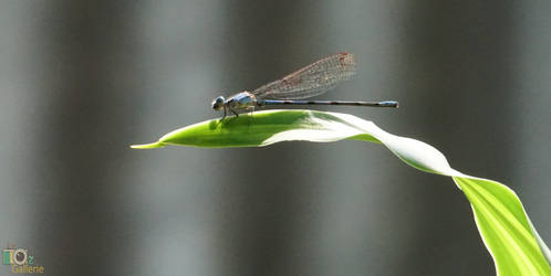 Dragonfly resting