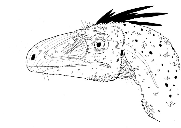 Sinovenator Bust by Smnt2000