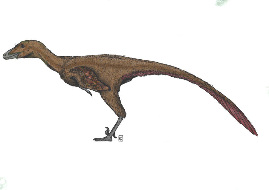 Troodon, the Wounding Tooth