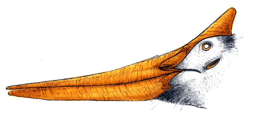 Pteranodon Sketch