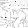 What You wanted to know about Pterosaur Wings