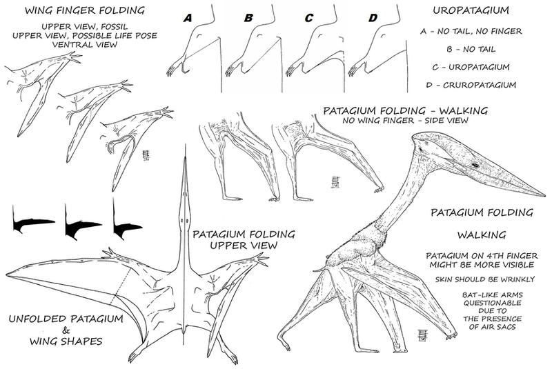 What You wanted to know about Pterosaur Wings