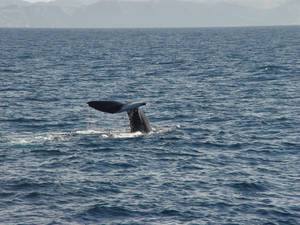 Sperm Whale