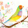 Gouldian finch