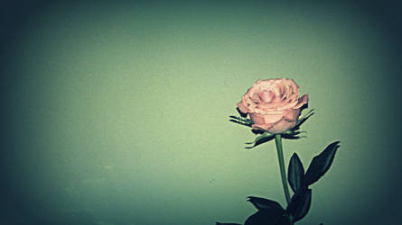 Pink Rose, Green Wall