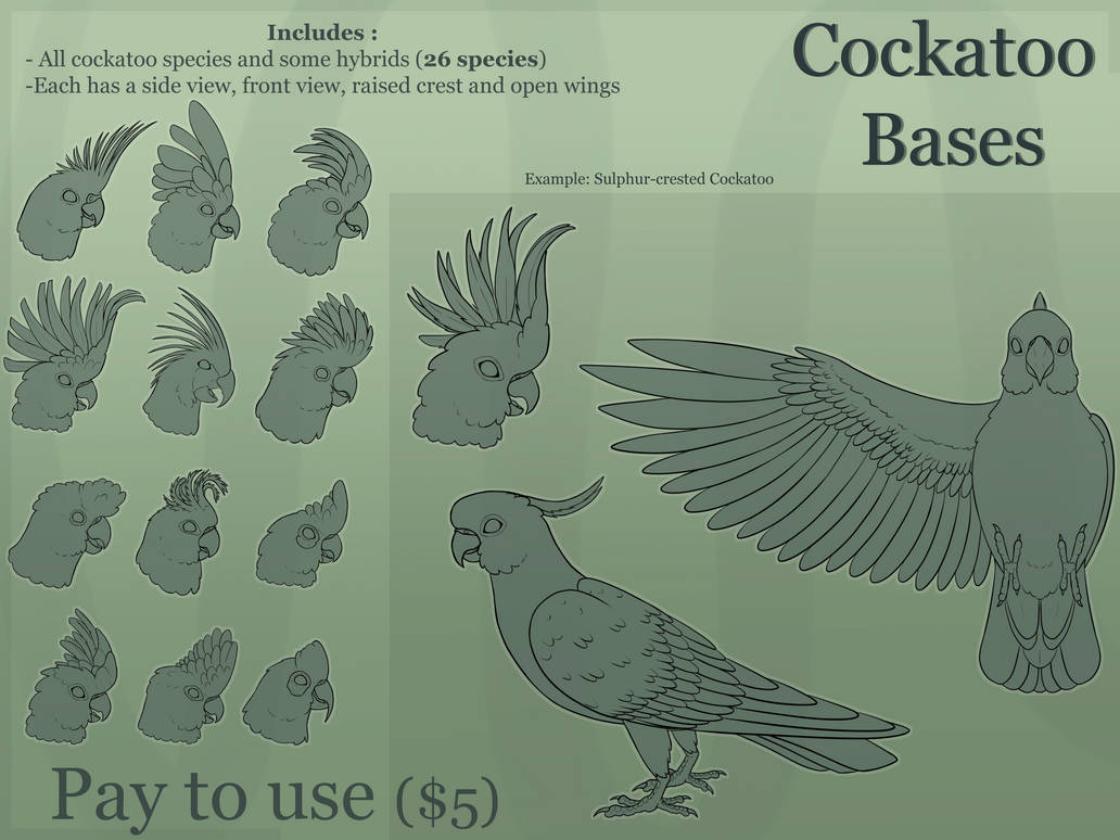 (P2u) Cockatoo Base Packs by CairinaAdoptables on DeviantArt